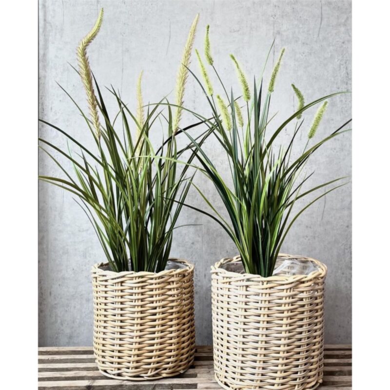 Miscanthus gras, h: 63cm - Image 2