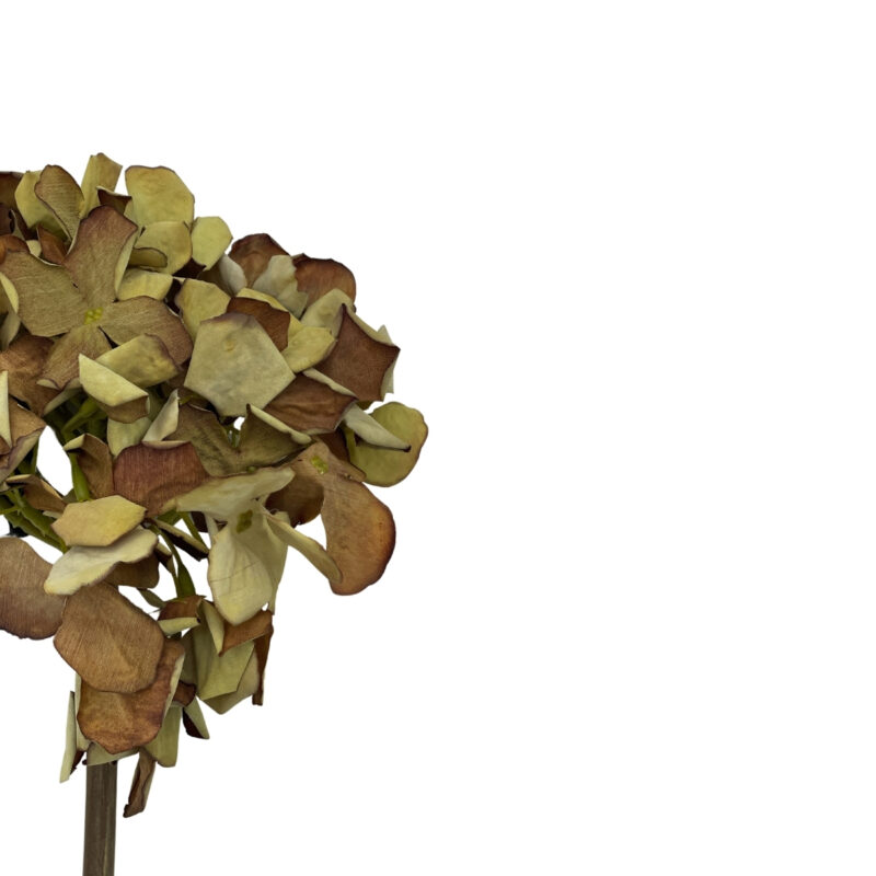 Hortensia brún h:45cm - Image 2