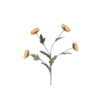 Krýsantemum - karmel h: 83cm