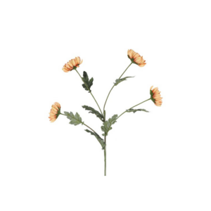 Krýsantemum - karmel h: 83cm
