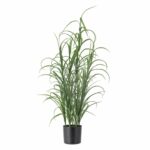 Pottaplanta - Gervi gras