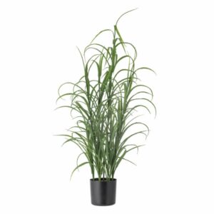 Pottaplanta - Gervi gras