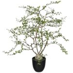 Muhlenbeckia blettir í potti h: 91cm