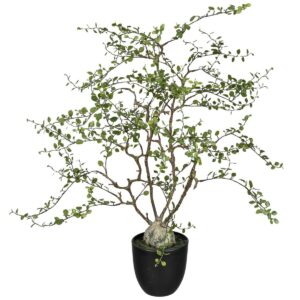 Muhlenbeckia blettir í potti h: 91cm
