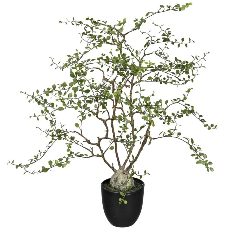 Muhlenbeckia blettir í potti h: 91cm